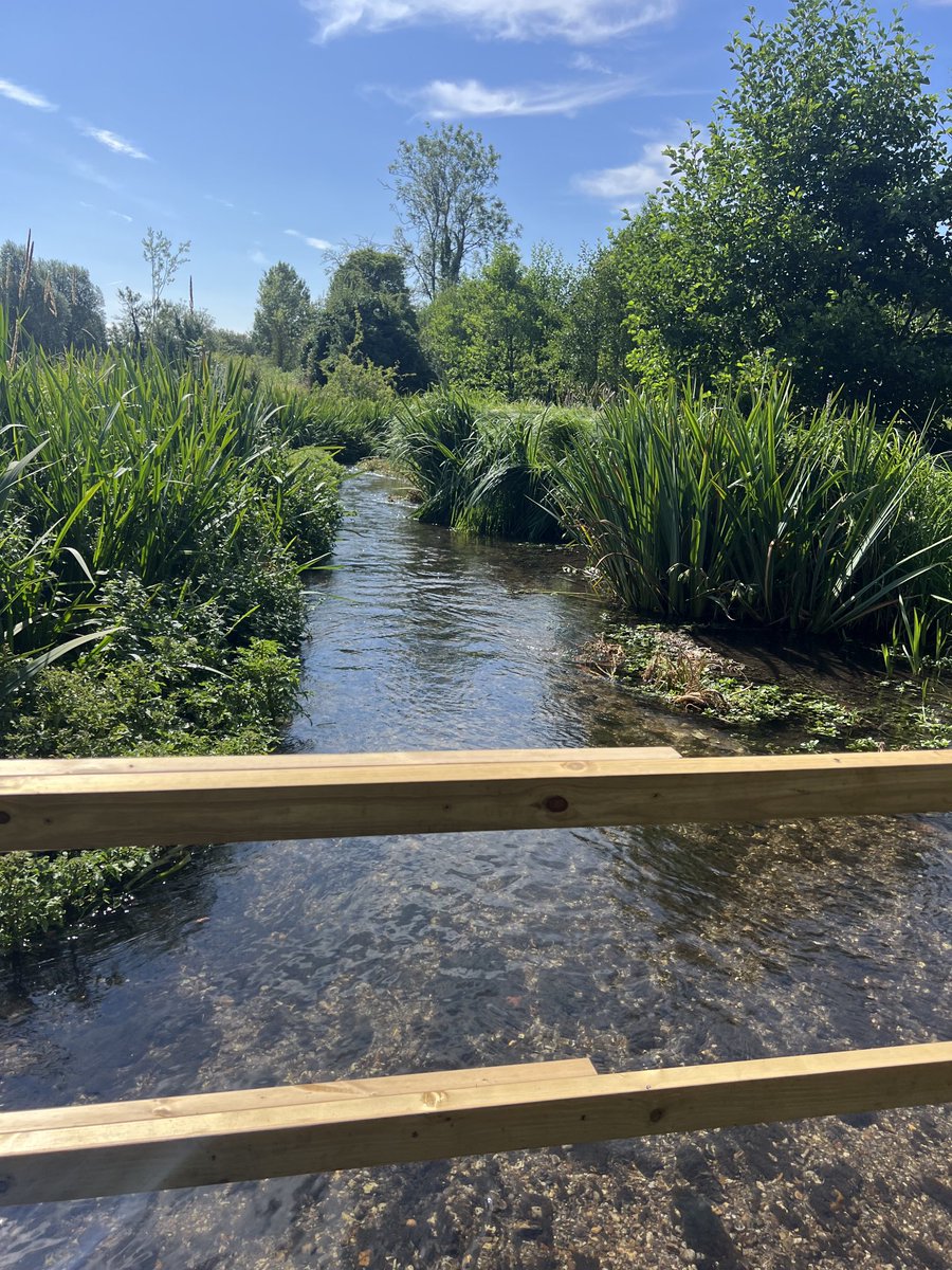 PJennings88's tweet image. Fencing off rivers from livestock works wonders for marginal plant growth This section of the River Chess was fenced off last year. The plant life has already transformed the channel. @ChilternsNL @ChilternSociety