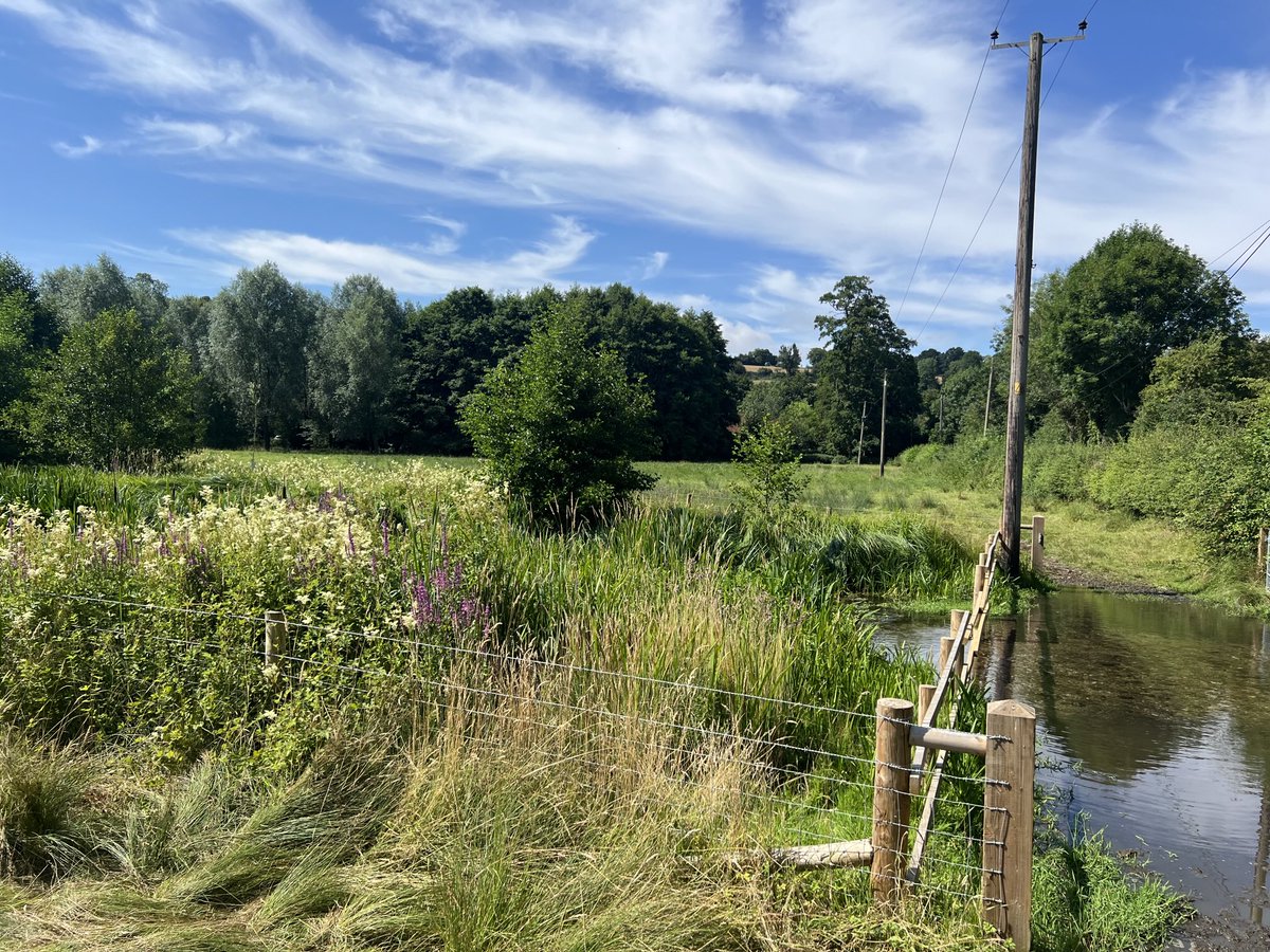 PJennings88's tweet image. Fencing off rivers from livestock works wonders for marginal plant growth This section of the River Chess was fenced off last year. The plant life has already transformed the channel. @ChilternsNL @ChilternSociety