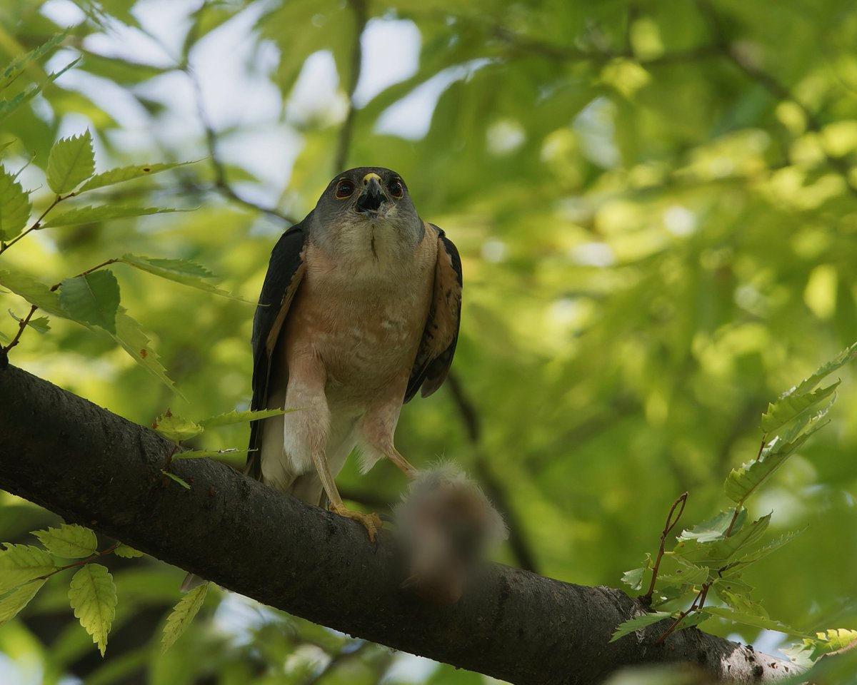 PKawaseml's tweet image. #猛禽曜日 お疲れ様です⭐️
お昼休みにご近所公園、ツミパパさんです🦅
(ちびっ子達へのご飯はぼかしました)