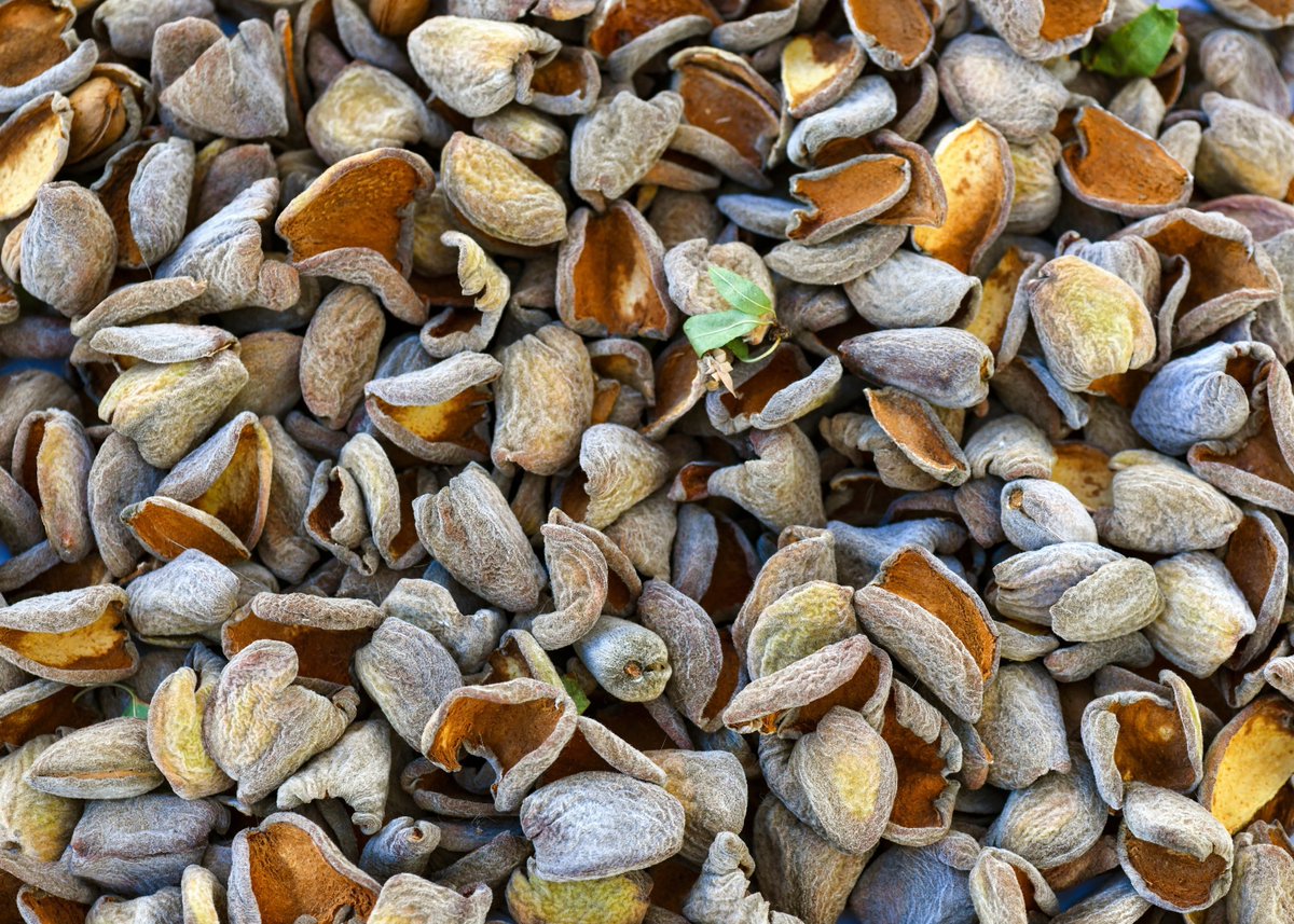 🌱♻️ Almond shells turned into power: scientists craft sustainable graphene sensors from nut waste, cutting costs and boosting green tech. #SustainableTech #Nanotechnology
azonano.com/news.aspx?News…