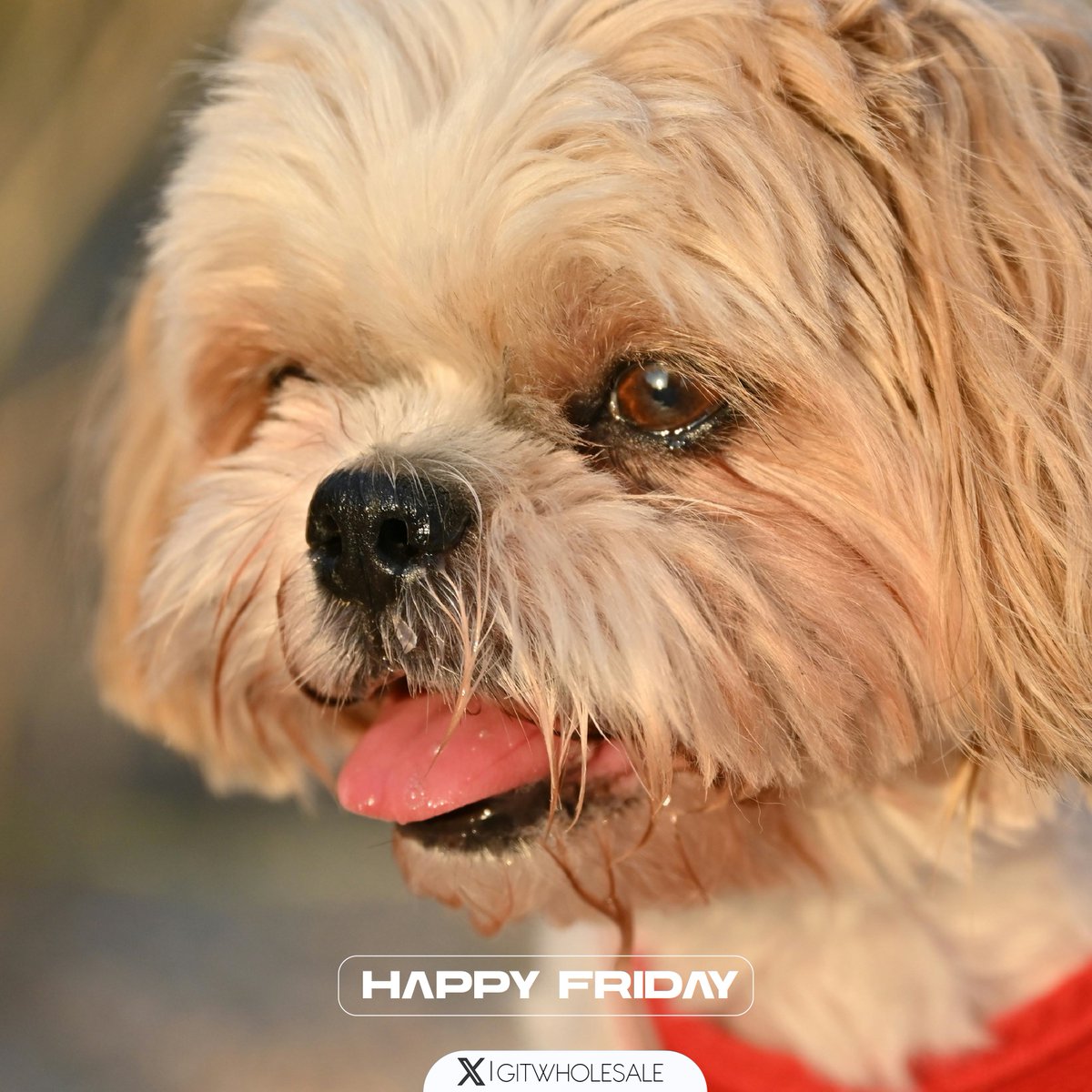 gitwholesale's tweet image. Thankful for the people behind every project.
The hands that build. The minds that plan. The clients that trust.
Grateful today—and every day.
Happy Friday from #TeamGIT

Stunning Style Without Compromise!