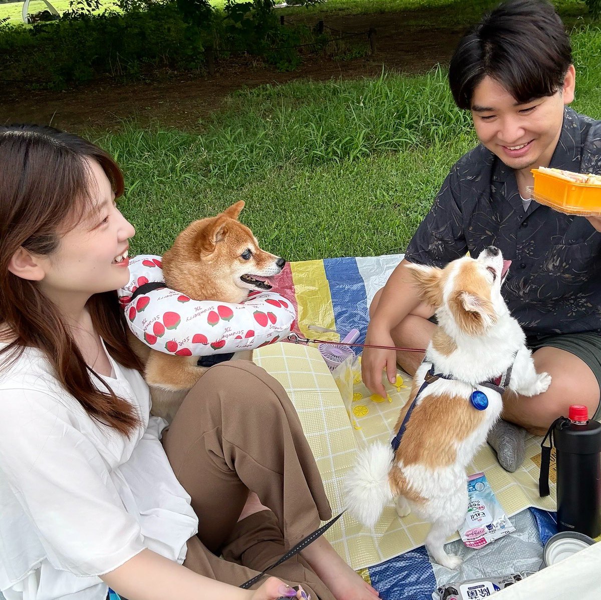 maichin_0204's tweet image. この前暑さが少し和らいだので
家族みんなでピクニックに行ってきたよ！
お弁当はだぃちん(👦🏻)が作ってくれました😋🍴
美味しかったなぁ💗

そういえば最近のTMI✏️
前髪伸ばしてます✌🏻
人生初と言っても過言では無いレベルw
いい女目指して巻き方練習中です🔰

#picnik #ピクニック