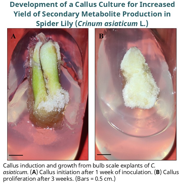 ASHS_Hort's tweet image. Spider lily is an important medicinal and ornamental plant. New study shows the potential of using callus culture on a larger scale as a source of several important secondary metabolites in the pharmaceutical industry.
doi.org/10.21273/HORTS…