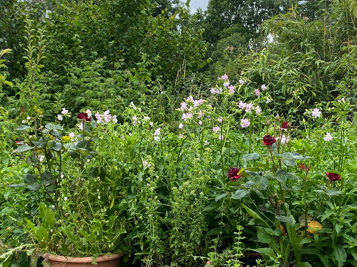 StuartMillson's tweet image. Soapwort, used in mediaeval times, now flowering in the garden. @DerekTurner1964 @CarolKlein @mediaevalbaebes @ColonelAndy