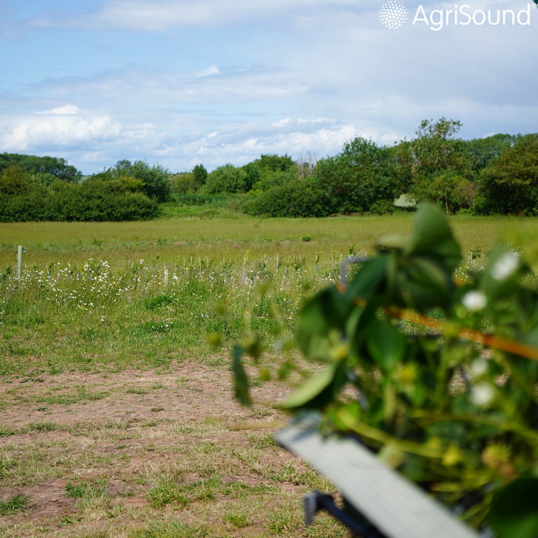 AgriSoundTech's tweet image. ๐ธ Wildflowers & hedgerows boost farm biodiversity-but itโs key they support local pollinators without pulling them from your crops at peak times. Data can help design smarter habitats, monitor biodiversity & optimise pollination.๐๐พ
#Farming #Pollinators #AgTech #Sustainability