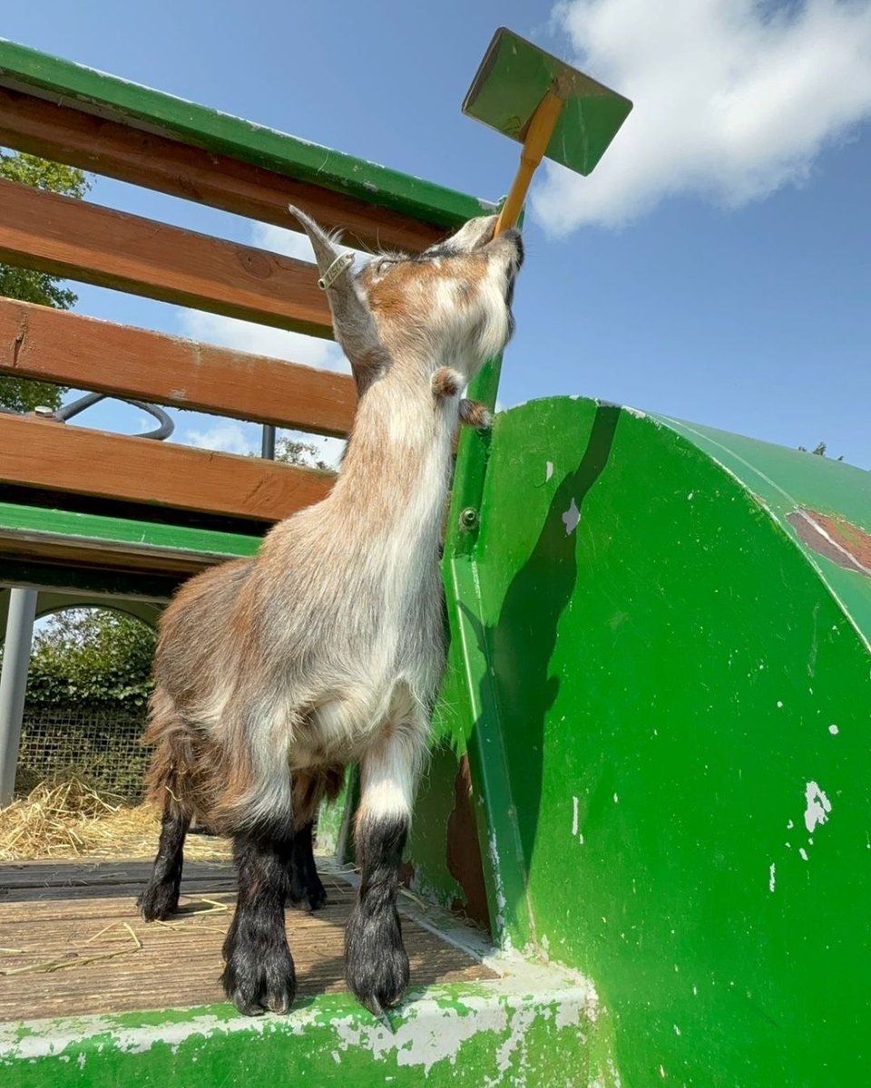 Ivy, one of our baby Pygmy Goats at Queens Park Farm, is considering pursuing a career in dog grooming! 🐕

 Do you think she has the chops? 🤭

#pygmygoat #grooming #babygoats