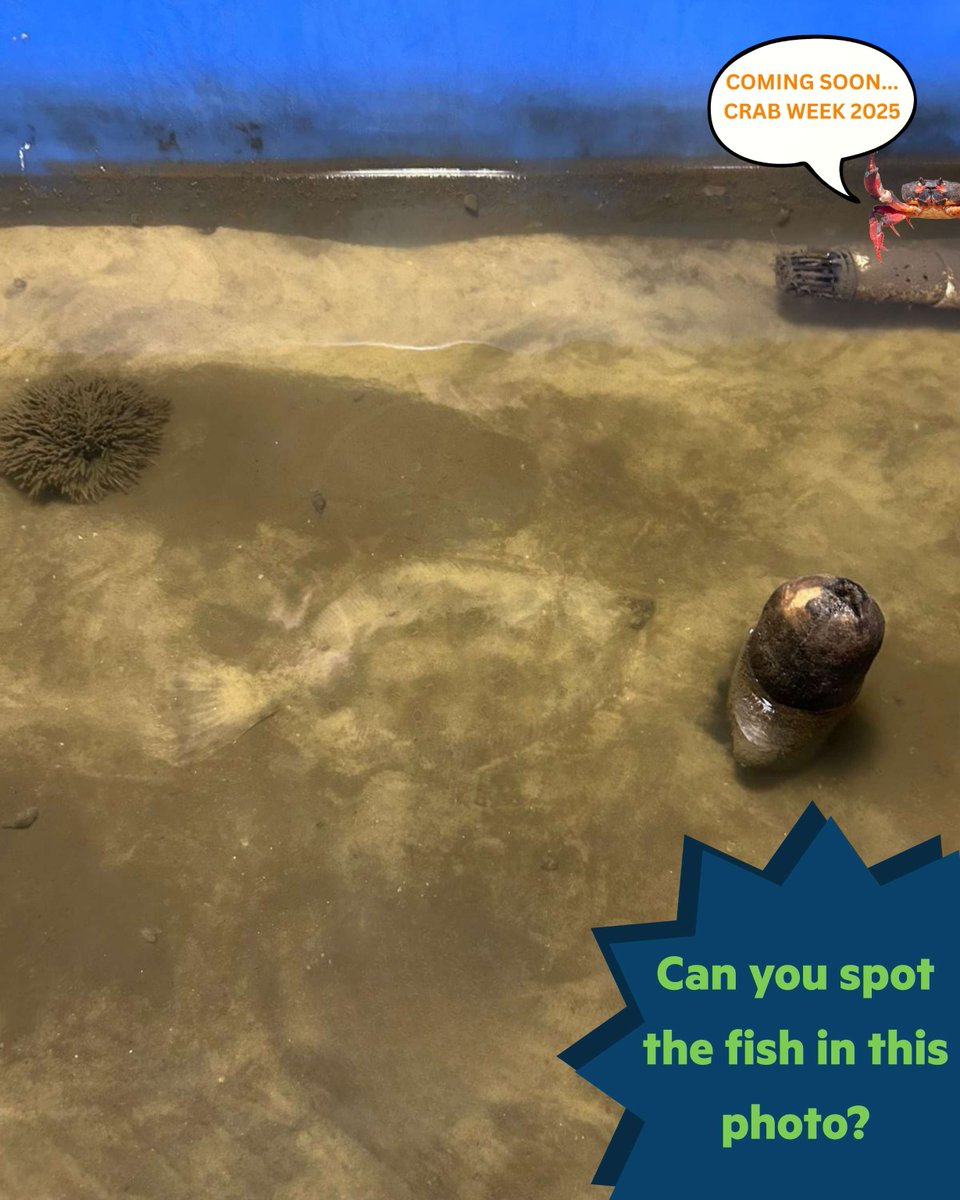 HudsonRiverPark's tweet image. Take a closer look – can you find the summer flounder? 🔎
Summer flounders are masters of camouflage that seamlessly blend into their surroundings by activating specialized color changing cells called chromatophores. Visit our website for more info!