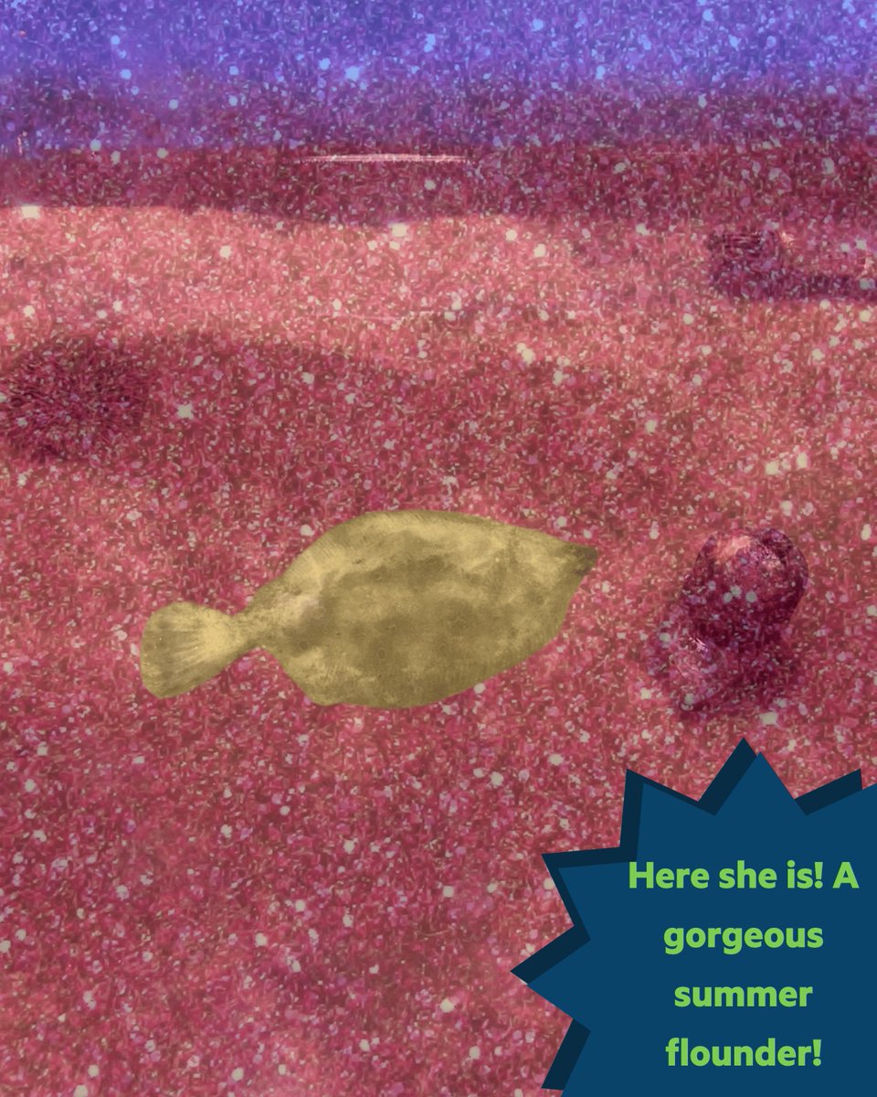 HudsonRiverPark's tweet image. Take a closer look – can you find the summer flounder? 🔎
Summer flounders are masters of camouflage that seamlessly blend into their surroundings by activating specialized color changing cells called chromatophores. Visit our website for more info!