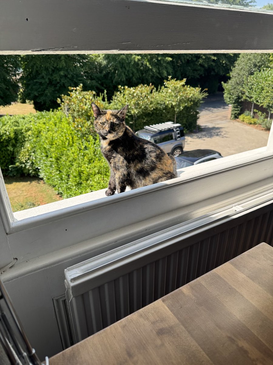 Michellewb_'s tweet image. My kamikaze kitty: Katie normally sleeps on the left side of my desk while I’m working. Today she’s perilously placed herself on the window ledge in the sun.