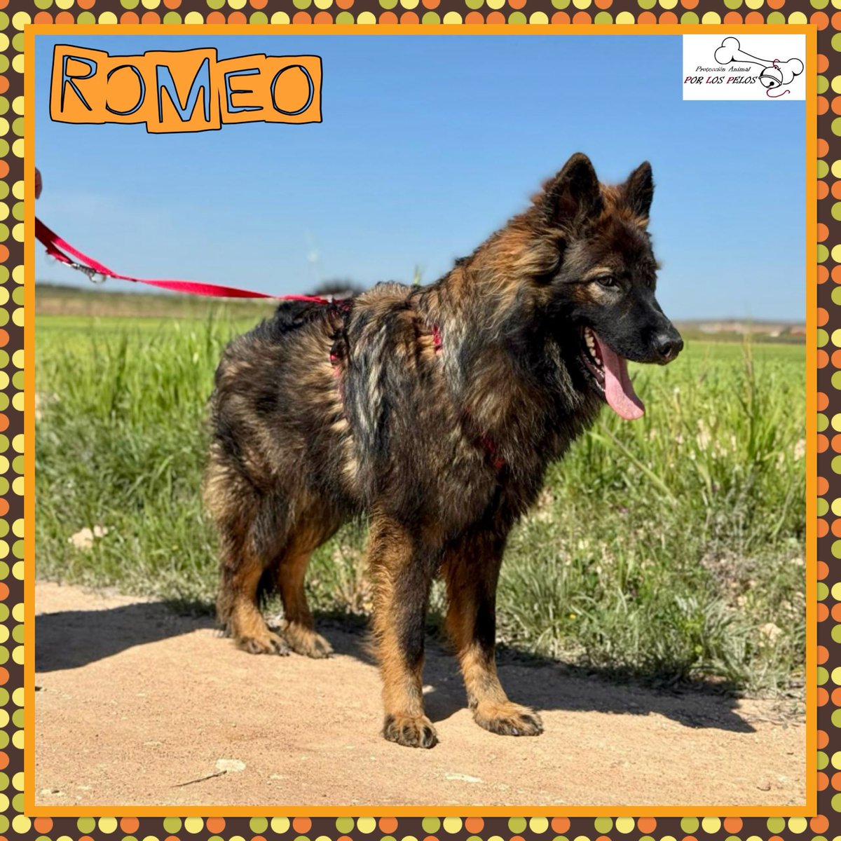 PerreraToledo's tweet image. 🐶ROMEO🐶X #pastorbelga #pastoraleman 1 añito. Ha dejado de comer y su pata va a peor, necesita URGENTEMENTE salir ya‼️Abandonado atado a una papelera, tiene marquitas en el hocico y la patita trasera le duele al apoyar. Es muy sociable y cariñoso. 👉 protectoraporlospelos.org/ficha-2175