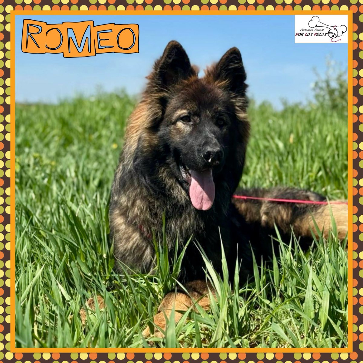 PerreraToledo's tweet image. 🐶ROMEO🐶X #pastorbelga #pastoraleman 1 añito. Ha dejado de comer y su pata va a peor, necesita URGENTEMENTE salir ya‼️Abandonado atado a una papelera, tiene marquitas en el hocico y la patita trasera le duele al apoyar. Es muy sociable y cariñoso. 👉 protectoraporlospelos.org/ficha-2175