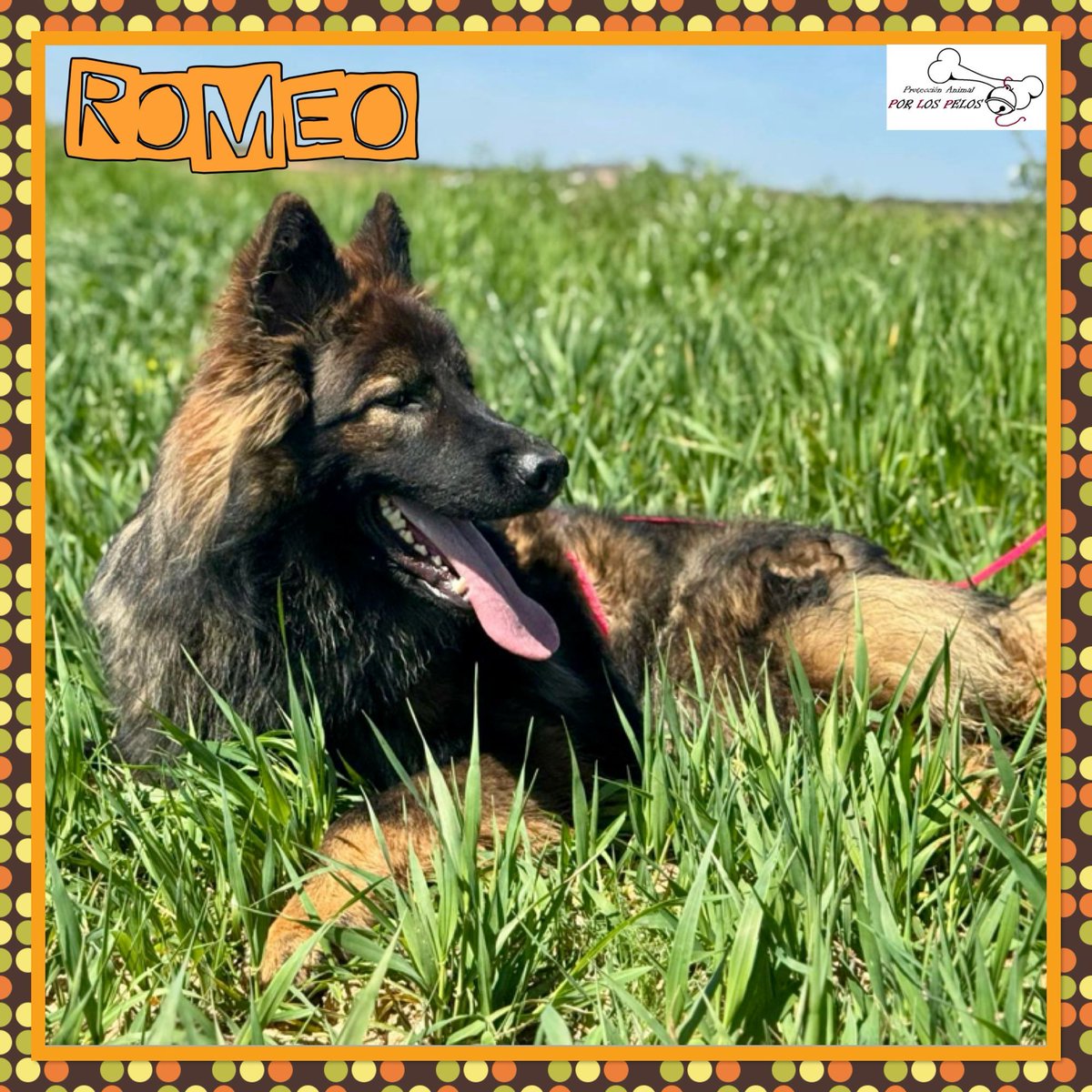 PerreraToledo's tweet image. 🐶ROMEO🐶X #pastorbelga #pastoraleman 1 añito. Ha dejado de comer y su pata va a peor, necesita URGENTEMENTE salir ya‼️Abandonado atado a una papelera, tiene marquitas en el hocico y la patita trasera le duele al apoyar. Es muy sociable y cariñoso. 👉 protectoraporlospelos.org/ficha-2175