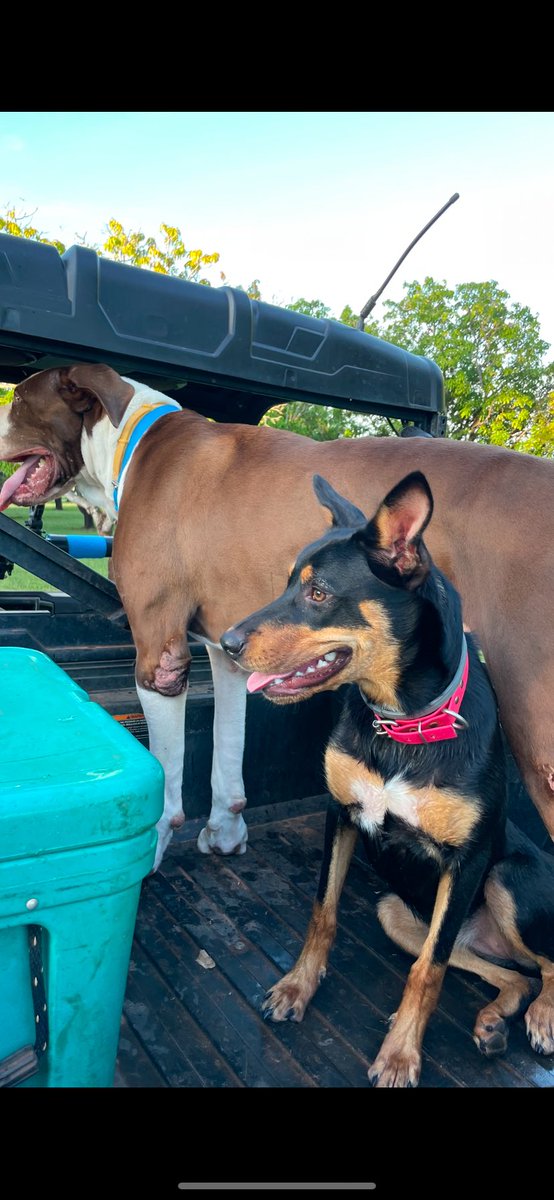 Chloe is a normal medium sized kelpie. Fucking Frank is a machine. And has  a screw loose. Break into our property, make sure you have an ambulance out the front. You’ll need it.