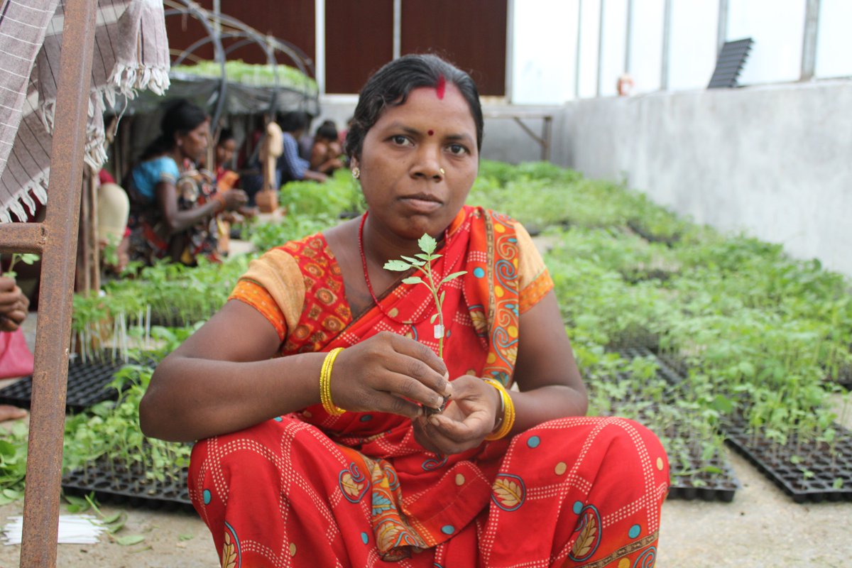 In Jharkhand, Kiran Murmu grows grafted tomato saplings in a mist chamber, earning over ₹5 lakhs PA. CInI, an initiative of <a href="/tatatrusts/">Tata Trusts</a> , supports such rural entrepreneurs to promote resilient crops and steady incomes under the Lakhpati Kisan Program.
<a href="/spaul_cini/">sirshendu paul</a> 
<a href="/JharkhandCMO/">Office of Chief Minister, Jharkhand</a>