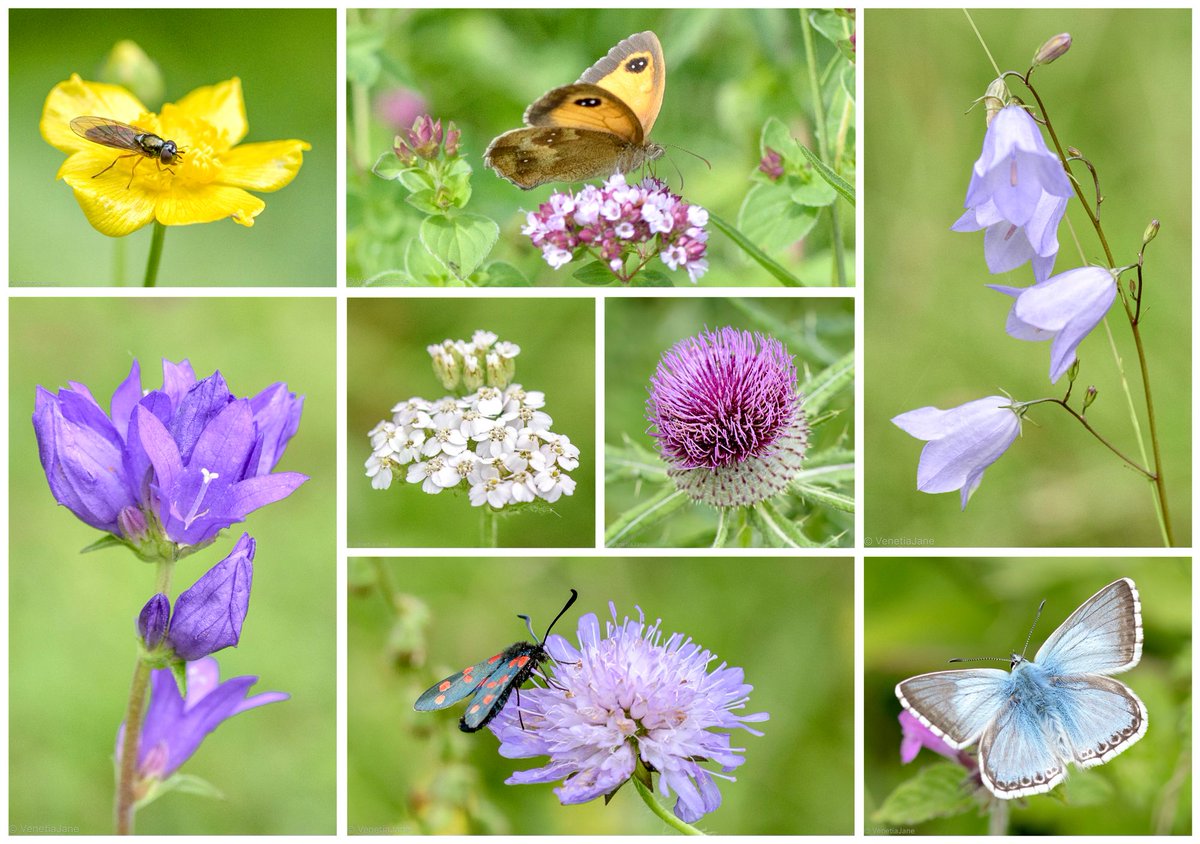 VenetiaJane's tweet image. It is said that when the wildflowers wither on Earth, they ascend to the “heaven of flowers”. There they continue to blossom in all their glory, their colourful hues creating the rainbows we often see in the sky, and bringing us hope and joy. #FlowersOnFriday #FlowerFridayFamily