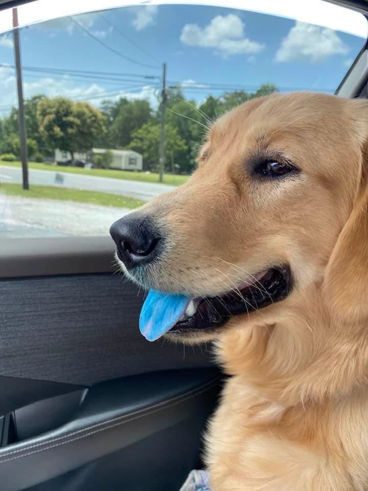 Dog_Buddyz's tweet image. My large icy was full when I went in the store for 2 minutes