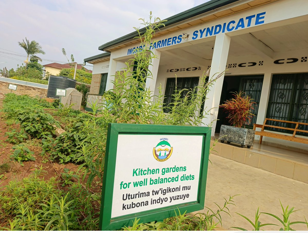 INGABOSYNDICAT1's tweet image. The Ingabo Farmers&apos; Syndicate promotes various agricultural value chains.@worldfarmersorg @RwandaAgri,@Kamonyi,@Muhangadis,@RuhangoDistrict,@NyanzaDistrict,@GisagaraDistr,@RwandaSouth,@Nyamasheke,@RusiziDistrict,@RwandaWest,@BugeseraDistr,@GatsiboDistrict,@KayonzaDistrict