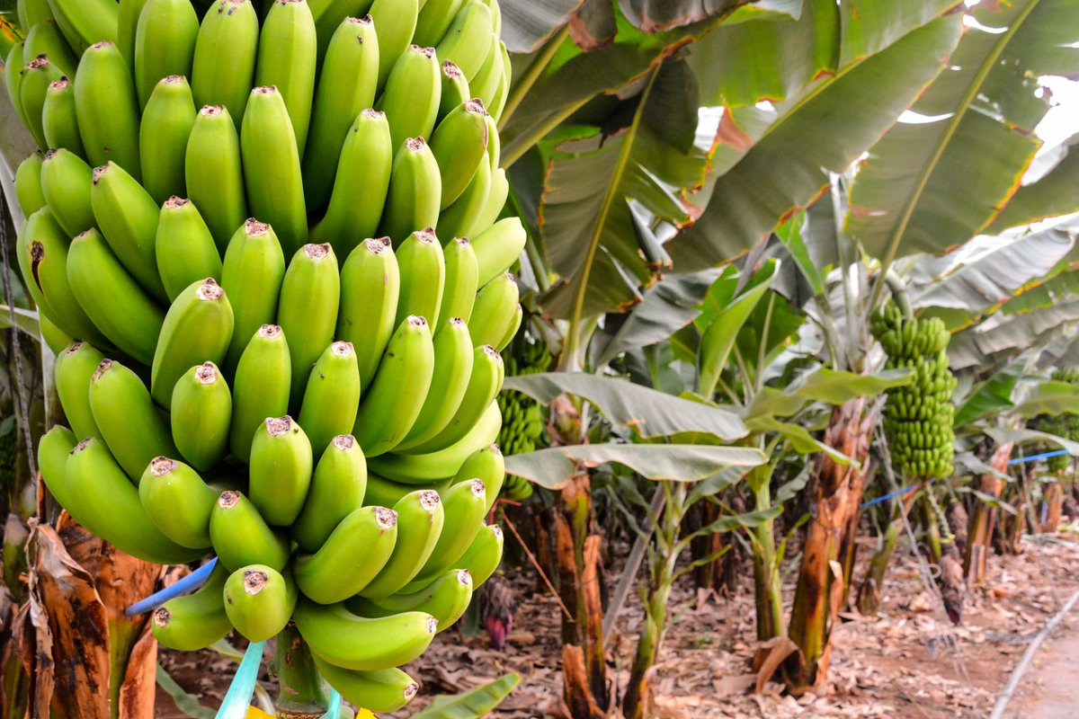 INGABOSYNDICAT1's tweet image. The Ingabo Farmers&apos; Syndicate promotes various agricultural value chains.@worldfarmersorg @RwandaAgri,@Kamonyi,@Muhangadis,@RuhangoDistrict,@NyanzaDistrict,@GisagaraDistr,@RwandaSouth,@Nyamasheke,@RusiziDistrict,@RwandaWest,@BugeseraDistr,@GatsiboDistrict,@KayonzaDistrict