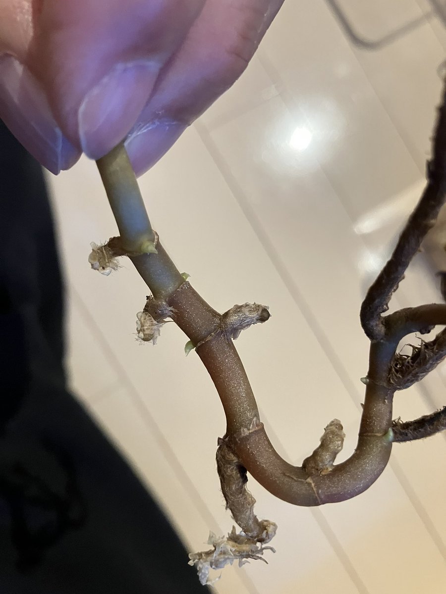 oppuusan's tweet photo. よく見たら6ヶ所から脇芽が出てる。
カットしようか、そのままが良いのか
….
どうしよう…
#ジュエルオーキッド https://t.co/24rtG3NRqp