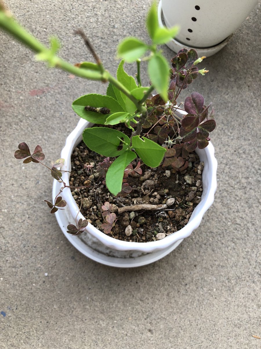 michitomo1's tweet image. こんな小さな植木鉢に2匹は。。無理だと思うけど。。