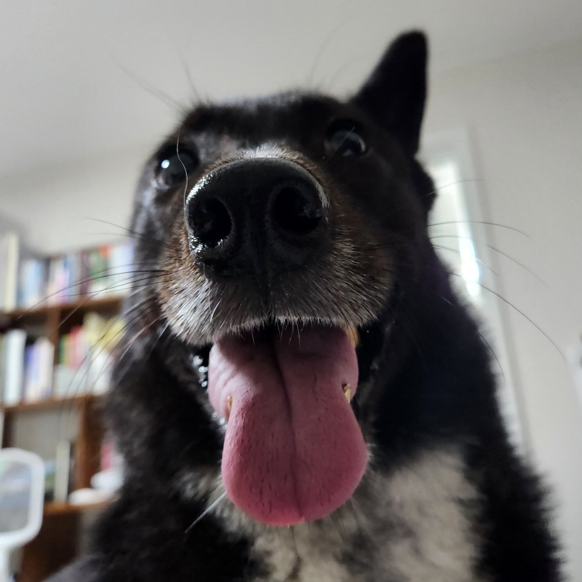 6MYDOGAT's tweet photo. 자고일어나니까 고양이가 너무 우는거에요
뭐지? 했는데 강아지가 제가 자는사이에 고양이밥을 다 훔쳐먹었어요 https://t.co/oS6qv7xKp7