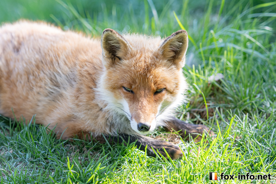 fox_info_net's tweet image. 青草🦊
 #北きつね牧場 fox-info.net/fox-photo/arch…
