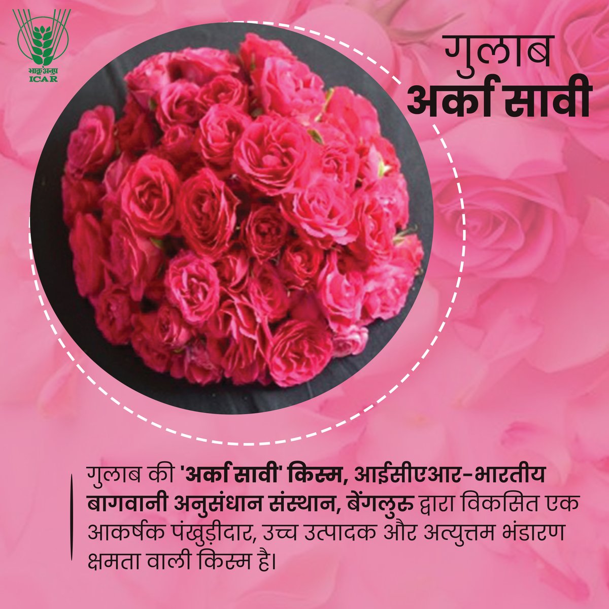 Indian Council of Agricultural Research. (@icarindia) on Twitter photo गुलाब अर्का सावी
#OneICAR #Technology #ICAR <a href="/PMOIndia/">PMO India</a> <a href="/ChouhanShivraj/">Shivraj Singh Chouhan</a> <a href="/PIB_India/">PIB India</a> <a href="/AgriGoI/">Agriculture INDIA</a> <a href="/mygovindia/">MyGovIndia</a> गुलाब अर्का सावी
#OneICAR #Technology #ICAR <a href="/PMOIndia/">PMO India</a> <a href="/ChouhanShivraj/">Shivraj Singh Chouhan</a> <a href="/PIB_India/">PIB India</a> <a href="/AgriGoI/">Agriculture INDIA</a> <a href="/mygovindia/">MyGovIndia</a>