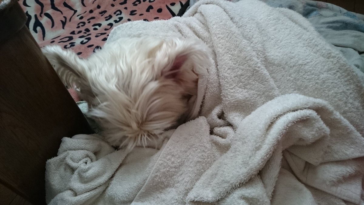顔出しNG犬