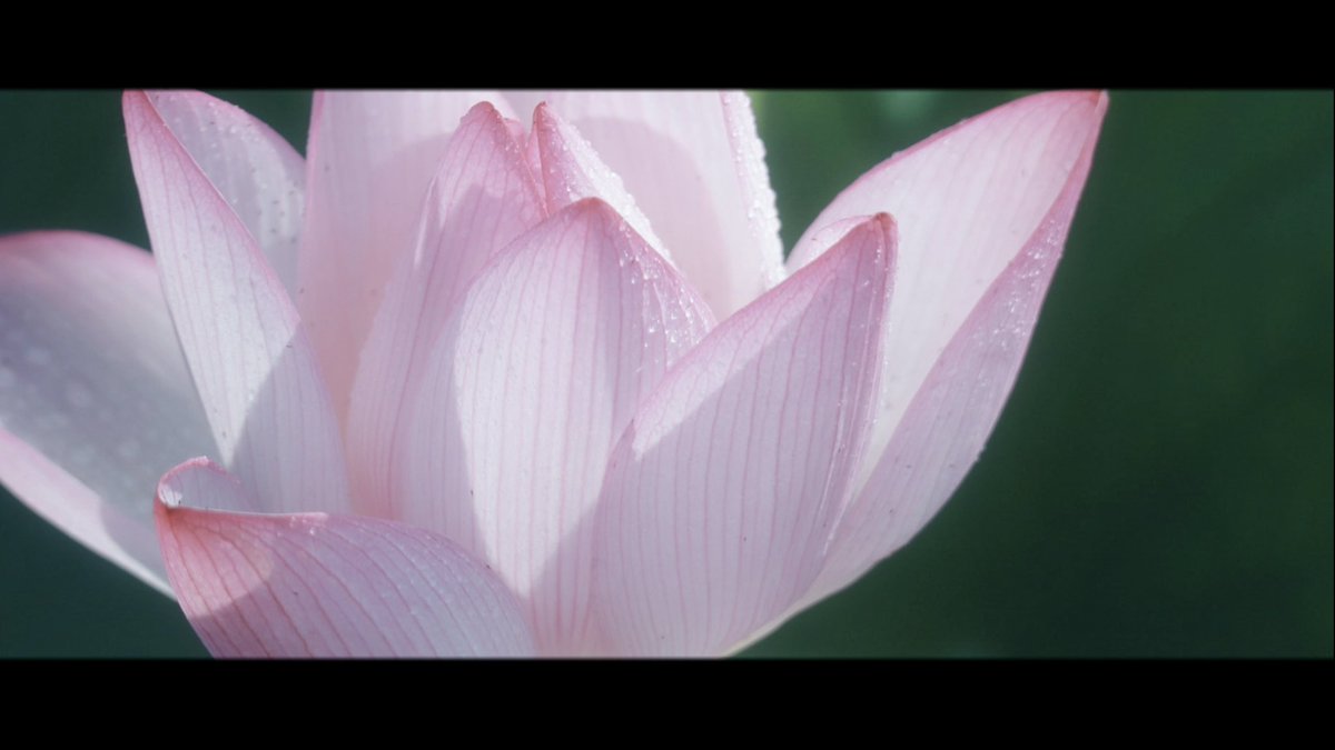 atmarkaoi's tweet image. 翠色の朝