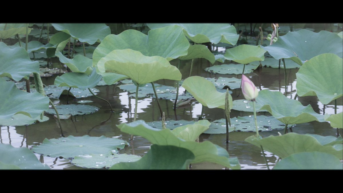 atmarkaoi's tweet image. 翠色の朝