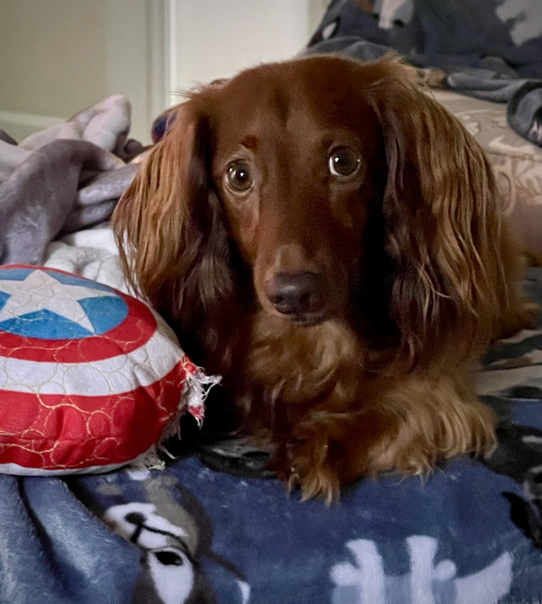 Happy Friday friends! ❤️ Going to be another scorcher here 🔥🔥🔥 Stay cool 😎 love Sherman ❤️❤️❤️