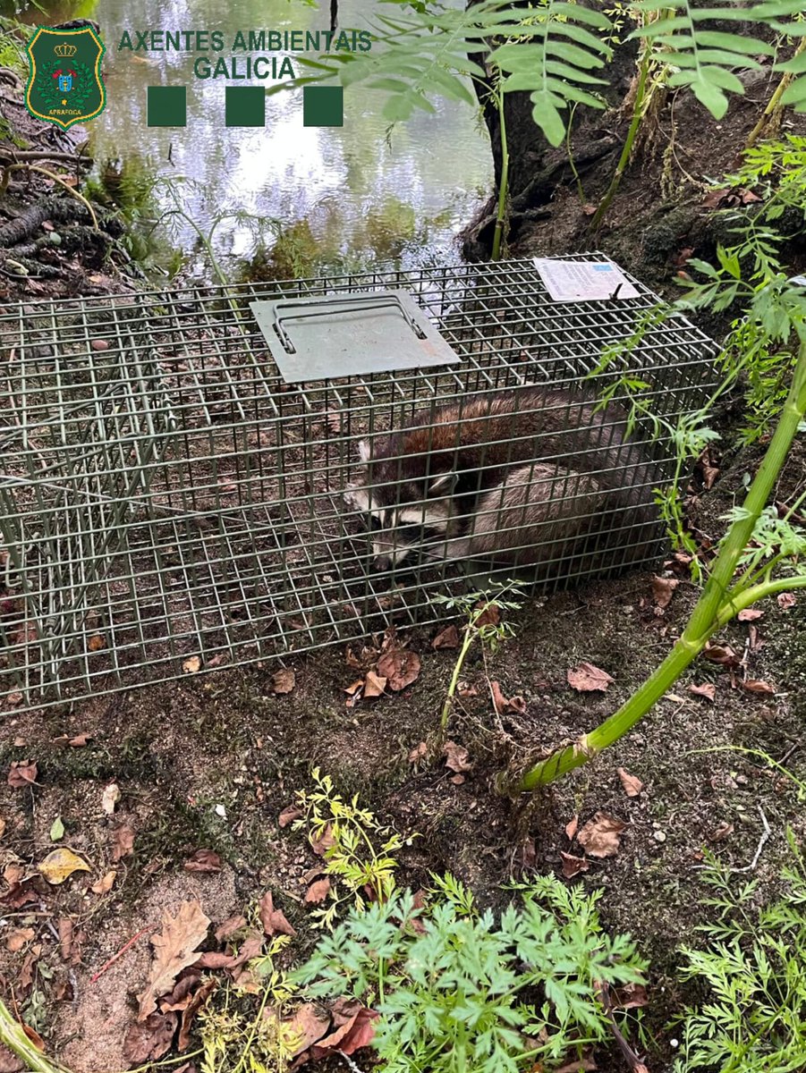 Dentro das competencias na protección do #PatrimonioNatural, #AxentesAmbientais da <a href="/Xunta/">Xunta de Galicia</a> realizaron controis e seguementos que acadaron a captura dunha especie catalogada como exótica invasora, a cal podería comportar unha ameaza para a diversidade biolóxica do noso territorio