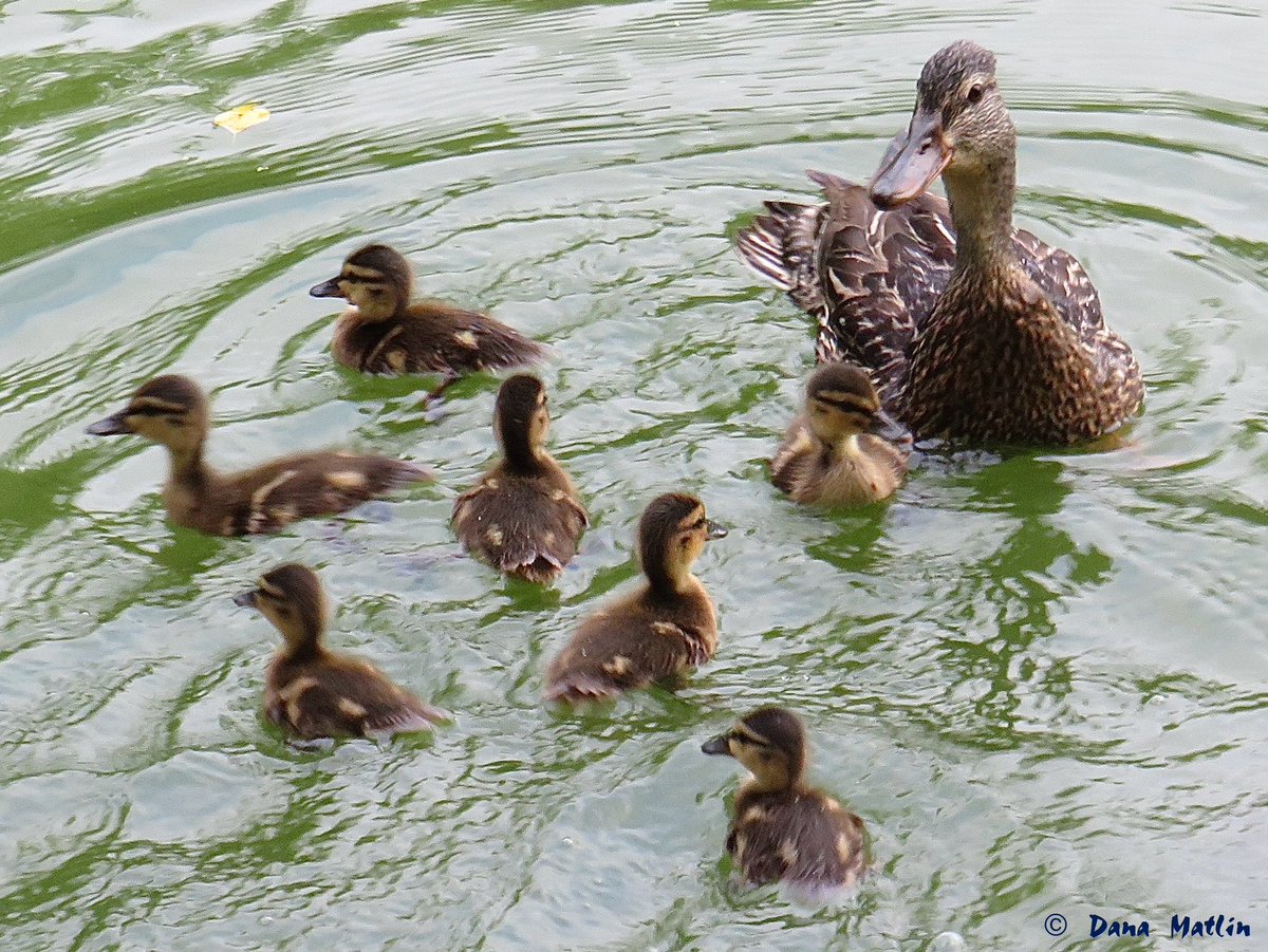 dana_mnyc's tweet image. A Mallard watches over her ducklings at Turtle Pond in Central Park. #birdcpp