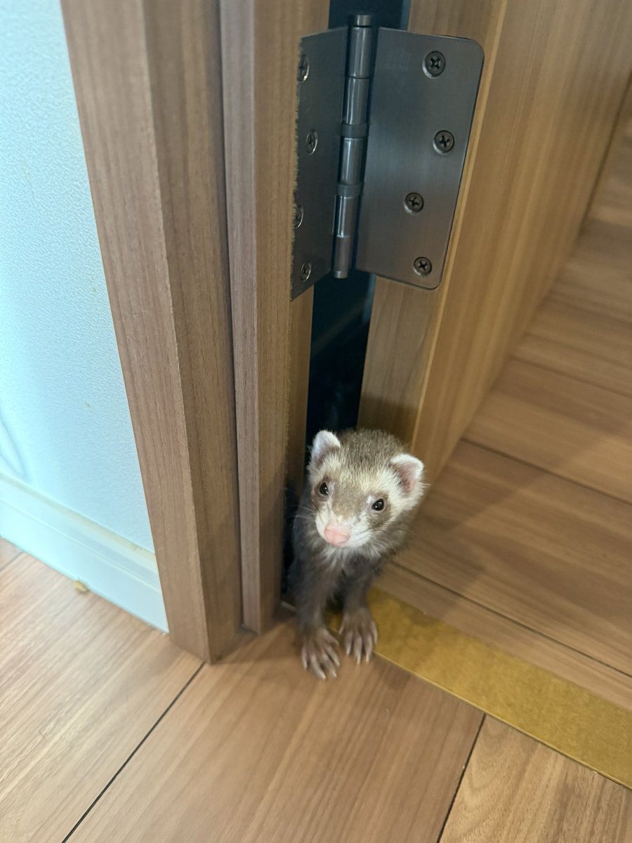kqnS6UtCss8e4G6's tweet image. マヒロ（580g）はめっちゃ細いので、

こんなとこからも出てこれます

可愛いけど、頑張って太ろうね！！