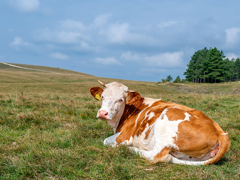 Das BLV hat Massnahmen zur Bekämpfung der Lumpy-Skin-Krankheit verordnet. Alle Rinder in der Überwachungszone werden geimpft. Diese umfasst zurzeit den Kanton Genf und Teile des Kantons Waadt. #Tiergesundheit #Tierseuche
news.admin.ch/de/newnsb/WUrj…