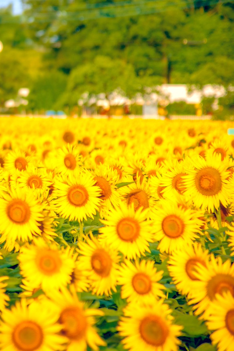 knight_amg's tweet image. たくさんの笑顔…🌻🌻🌻