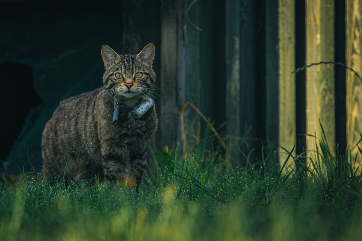 SaveOurWildcats's tweet image. Early bird catches the worm 🪱
At 3:15am, 16-year-old Owen recently visited Rothiemurchus' wildlife hide. As dawn broke, he managed to capture these truly beautiful images of female wildcat "Sully"🌄
If you see a wildcat, please visit ➡️ savingwildcats.org.uk/haveyouseenawi…
📸 Owen Inglis