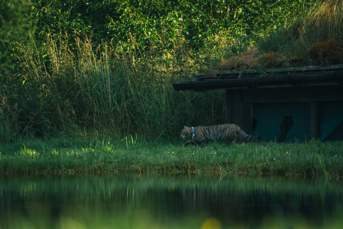 SaveOurWildcats's tweet image. Early bird catches the worm 🪱
At 3:15am, 16-year-old Owen recently visited Rothiemurchus' wildlife hide. As dawn broke, he managed to capture these truly beautiful images of female wildcat "Sully"🌄
If you see a wildcat, please visit ➡️ savingwildcats.org.uk/haveyouseenawi…
📸 Owen Inglis
