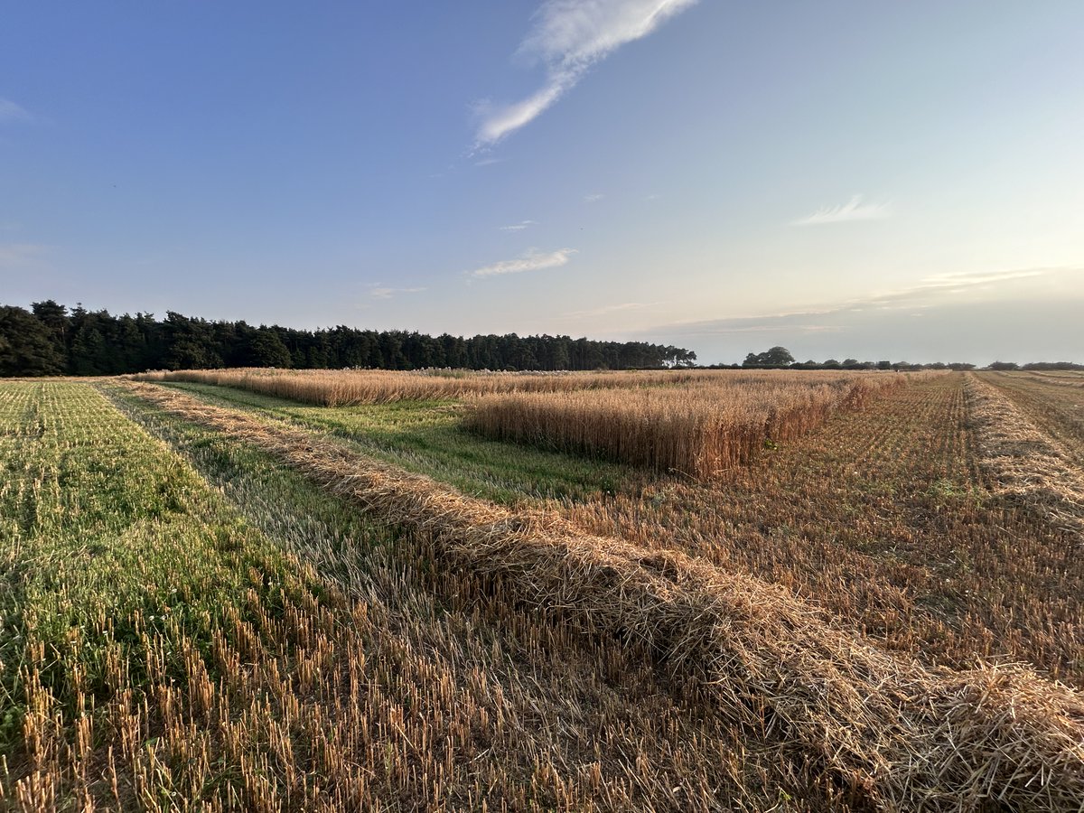 Agricology (@agricology) on Twitter photo 🌱 Curious about #LivingMulches?
3 reasons to try them:
✅ Boost soil health & biodiversity
✅ Cut inputs like N fertiliser & herbicides
✅ Build long-term resilience in your rotation
🎥 Watch our new ‘how-to’ video to find out more!  
👉 ow.ly/2IIH50WrGnE
@M3ngland 📸 🌱 Curious about #LivingMulches?
3 reasons to try them:
✅ Boost soil health & biodiversity
✅ Cut inputs like N fertiliser & herbicides
✅ Build long-term resilience in your rotation
🎥 Watch our new ‘how-to’ video to find out more!  
👉 ow.ly/2IIH50WrGnE
@M3ngland 📸
