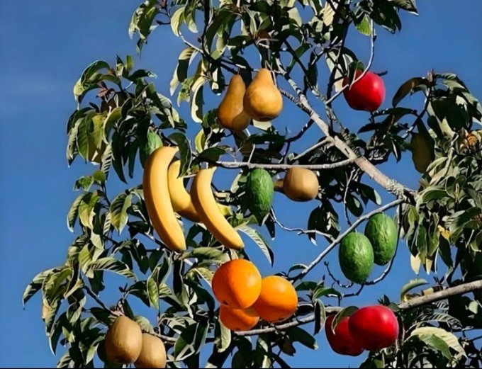 मोदी जी का चुनावी पेड़ !