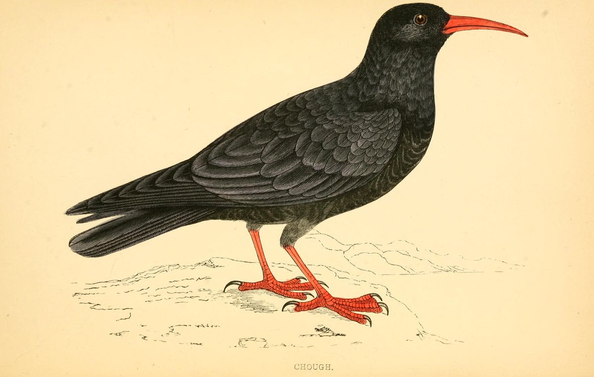 Cathag dhearg chasach. Chough.
1988 DASG Fieldwork Archive (South Uist)

dasg.ac.uk/fieldwork/view…

Full entry: faclair.ac.uk/entries/46

#Gàidhlig #cleachdi