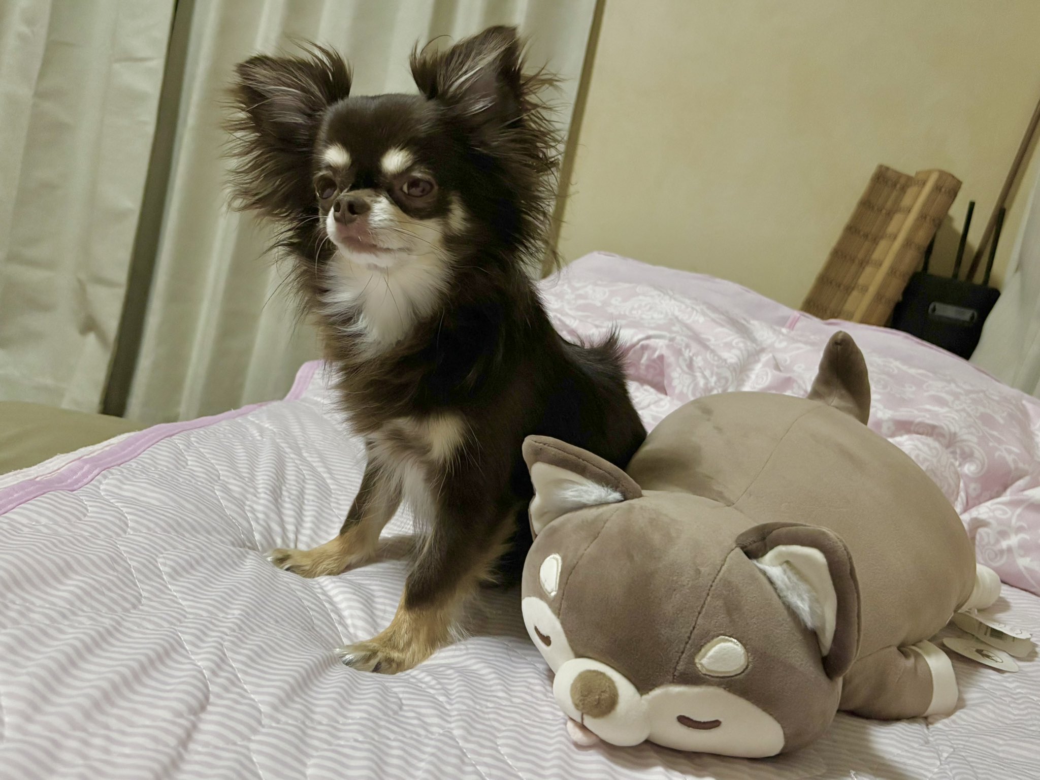 チワワです2点☆彡 チワワ おはようございます✨🐶😄✨☀️ 🐶 昨日は無事に抜糸も