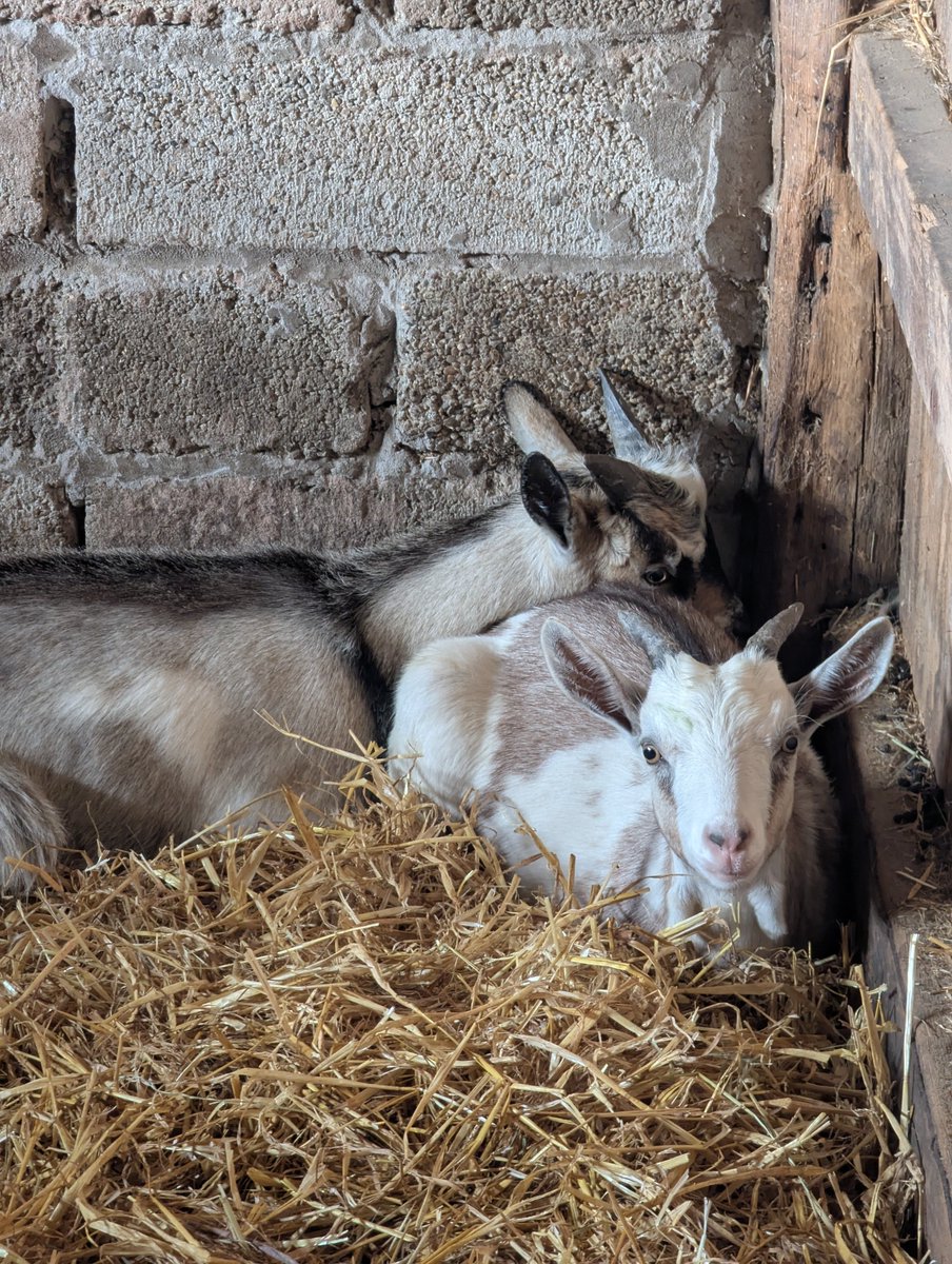 MuffledBerri's tweet image. We got 2 new farm faces! Ben & Jerry.
Night 1 - Ben jumped out, ran down the road causing havoc
Night 2 - Ben & Jerry escaped, ran 2k through the adjacent woods into the estate to eat a residents flowerbed.
Night 3 - pen repaired, Ben & Jerry are contained but still scream