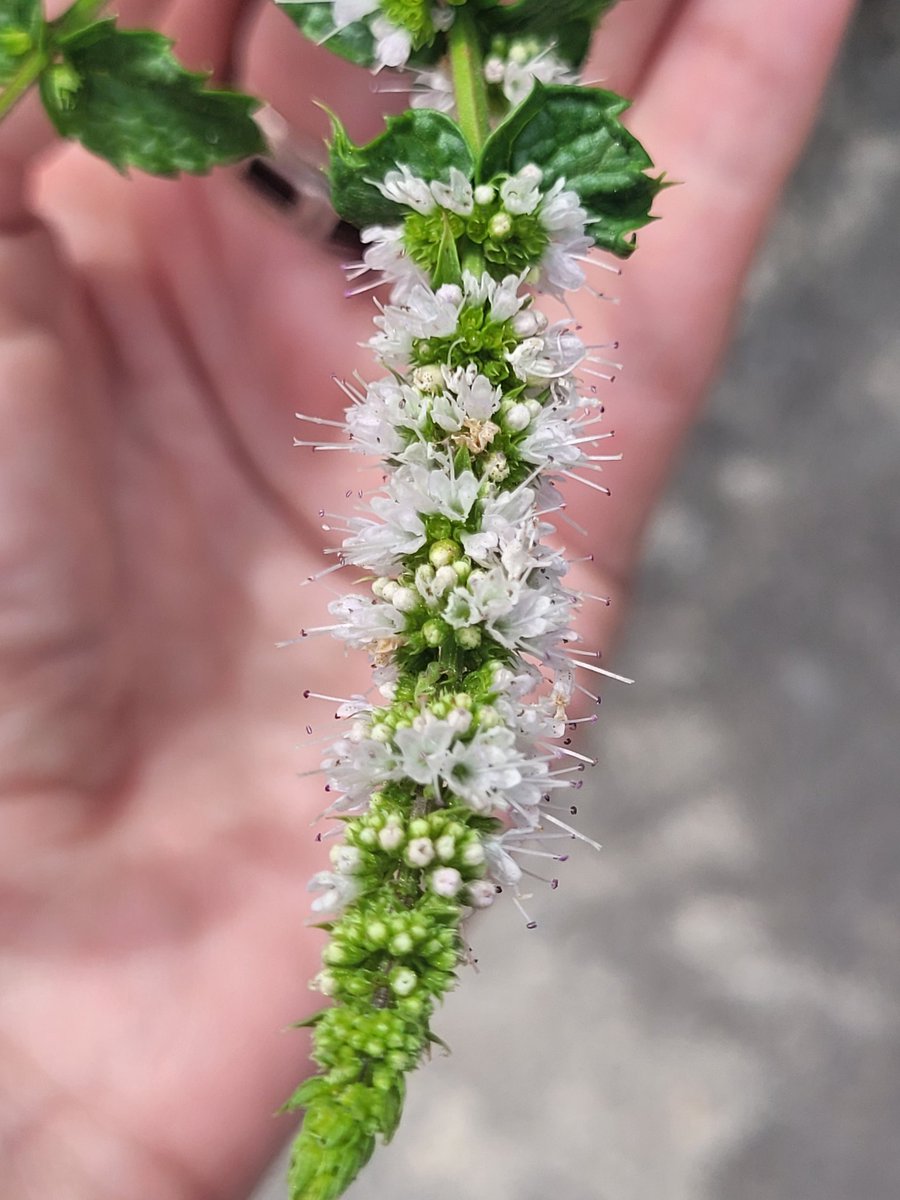 Hoy la Naturaleza me regala esta belleza: 
📸 Hierbabuena en floración 🌿🌸
✨️Felíz viernes familia ✨️