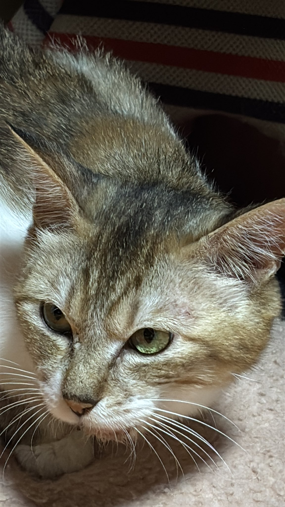 ねこぢる 楽天市場】necono ルーチェ ベル 猫 首輪 ニット 猫用 キャット