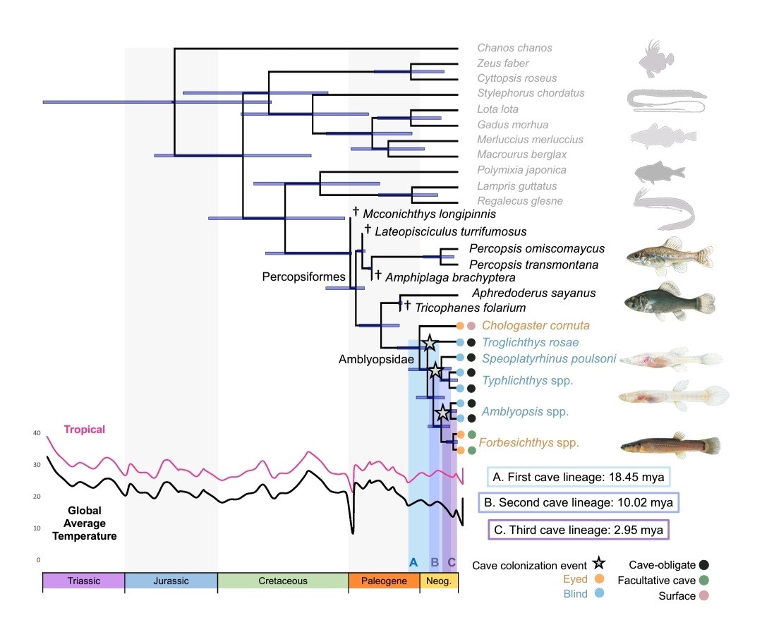 FishInTheNews's tweet image. 🔬 Ancient climate changes and relaxed selection shape cave colonization in North American cavefishes. #Amblyopsidae
🔒 royalsocietypublishing.org/doi/10.1098/rs…