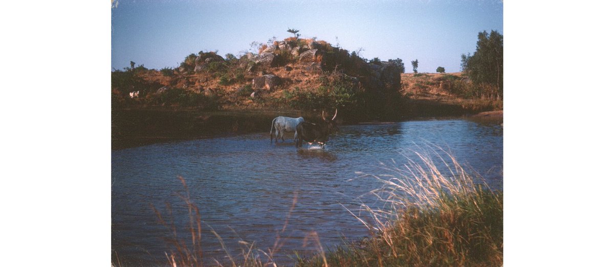 This beautiful image of cattle crossing the Ouree River, Nigeria, was taken by David Godfrey, 1961. Godfrey was a pioneering medical researcher in the field of tropical diseases, particularly sleeping sickness. #EYANature  ow.ly/reSO50WrIiI