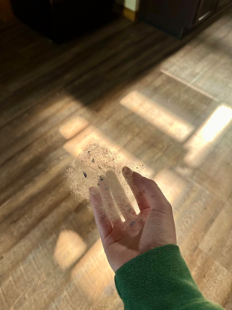 Kaitlin0217's tweet photo. Aesthetic dust bunny for the feed https://t.co/bL1zBjXpjB