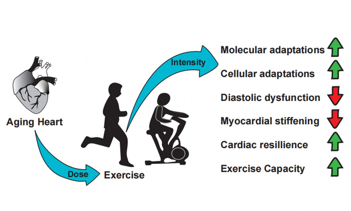 JCA_Journal's tweet image. Article Sharing
"The Role of Exercise in Bolstering Cardiac Resilience During Aging"
📖 Read more:
oaepublish.com/articles/jca.2…
#Cardiology #Aging #ExerciseScience #HeartHealth #Research