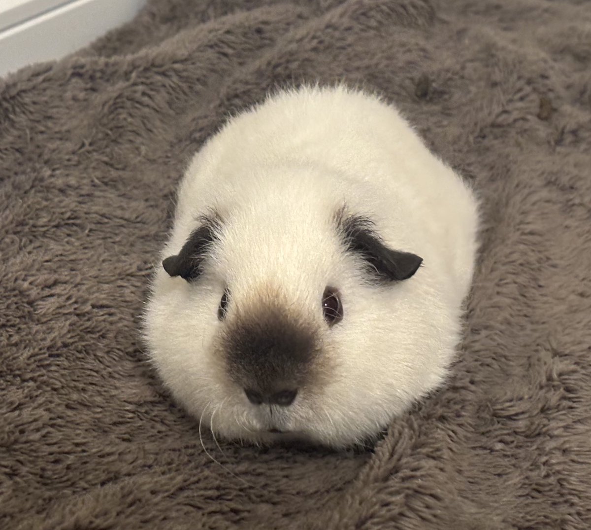 raokun03's tweet image. 特設会場（？）めちゃくちゃ気に入っててモッツァレラチーズになってたのでバーナーで炙って焦げ目つけときました！
ピザに乗せますか？

　▶︎はい
　   いいえ